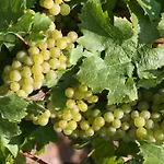 Weingut Gaestehaus Derkum