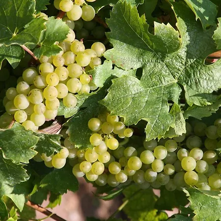 Weingut Gaestehaus Derkum