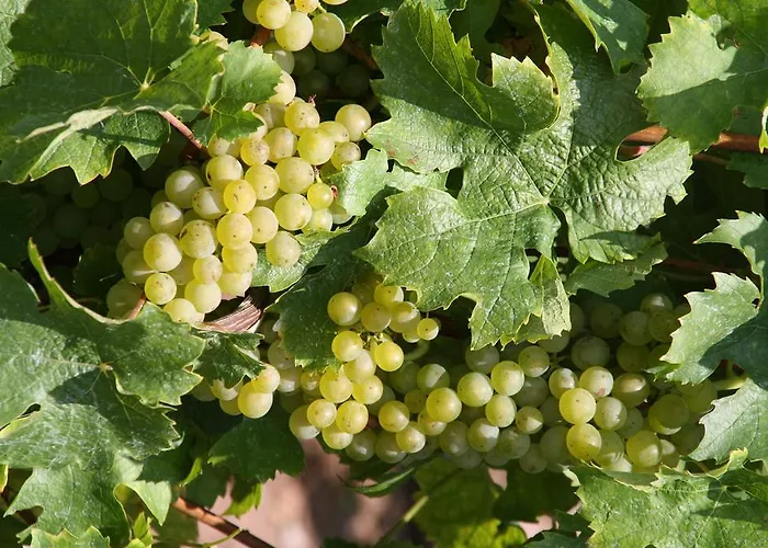 Weingut Gaestehaus Derkum