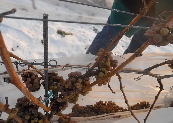 Weingut Gaestehaus Derkum Ürzig